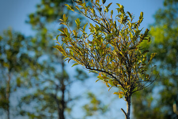 leaves against blue sky