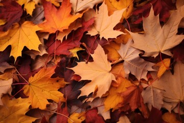 Fototapeta premium Maple autumn leaves plant.