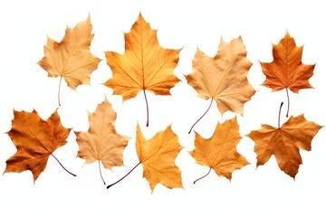 Obraz premium Maple autumn leaves plant.