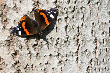 Lepidoptera Vanessa atalanta aka Red admiral butterfly perched on the tree. Common butterfly in Czech republic. Copy space.
