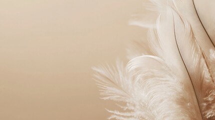 Fototapeta premium Minimal light taupe background featuring a soft feather