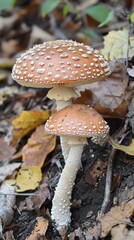Magical mushrooms emerge from a forest floor covered in autumn leaves
