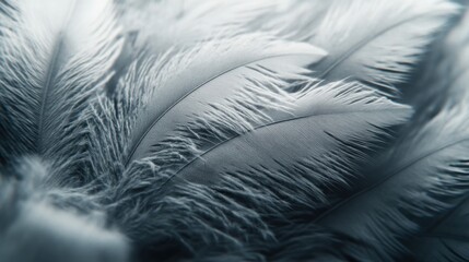 Obraz premium Minimal muted grey background with a barely visible feather pattern.