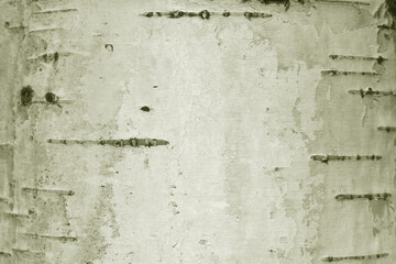 pattern of birch bark with black birch stripes