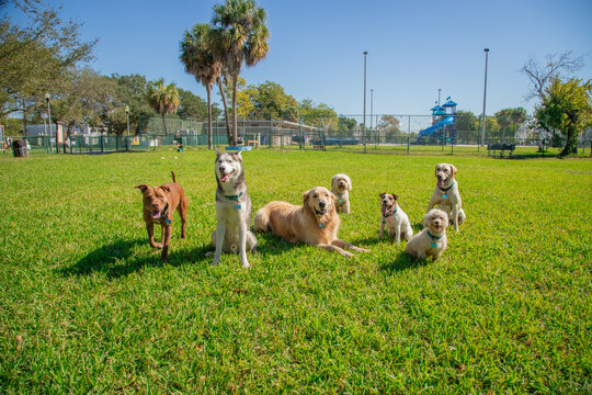 Group of assorted obedient dogs sitting together in a dog park, Florida, USA