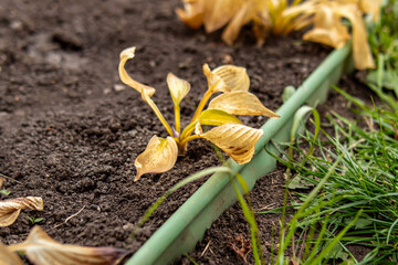 Withered bush hosta in garden. Autumn frosts