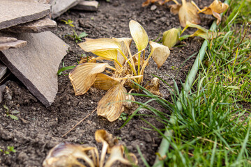 Dry hosta leaves in autumn. Twisted blackened leaves after frost. Soft focus