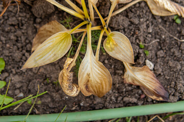 Dry hosta leaves in autumn. Twisted blackened leaves after frost. Preparing garden for winter. Top view