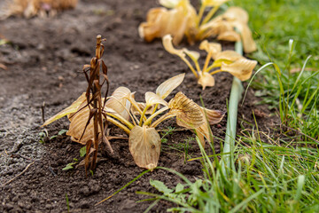 Dry hosta in autumn. Twisted blackened leaves after frost. Preparing garden for winter. Hosta in open ground