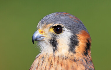 Closeup of an American Kestrel, Montreal, Canada