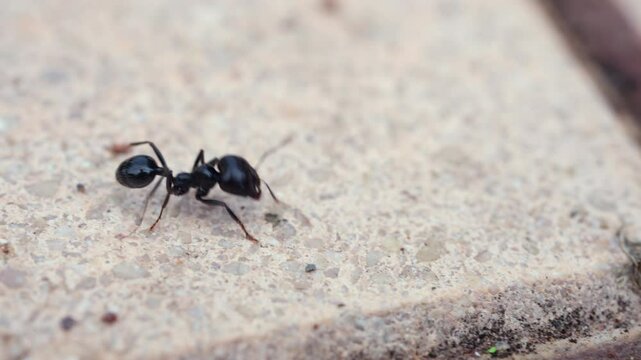 Close up of ants moving on the ground