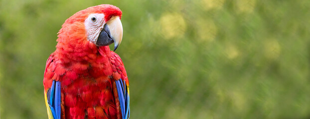 One ara parrot on green background as banner © denisapro