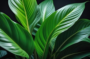 A close-up view of vibrant green leaves adorned with delicate dew drops.