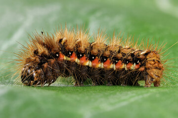 knot grass moth (Acronicta rumicis) caterpillar on rhubarb leaf in the garden