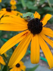 Green Frog on Sunflower
