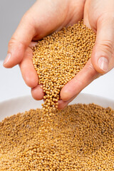Mustard grains spilling out of hands, organic natural seasoning.