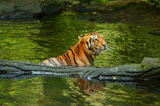 Sumatran Tiger swimming in a river, Indonesia