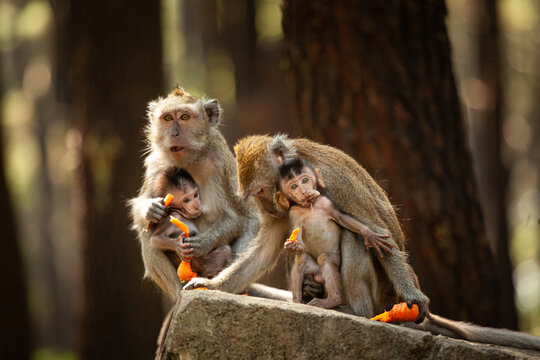 Close-up of a monkey family sitting on a wall eating fresh carrots, Indonesia