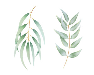 Set of eucalyptus branches on isolated background. Hand drawn watercolor botanical illustration. For design, cards, invitations, congratulations, packaging, print, fabric, medicine, advertising.
