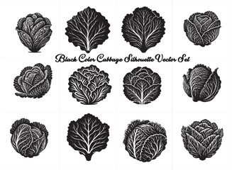 Black Color Cabbage Silhouette Vector 