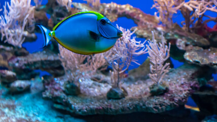 colorful coral reef with visible details. background