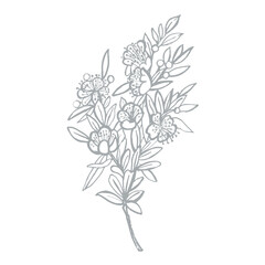 Illustration of Myrtle. 