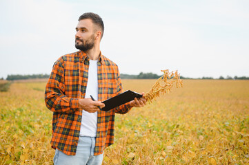 farmer or agronomist in soybean field examining crop at sunset