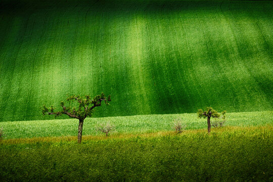 Two trees in a green field, Monferrato, Lu, Alessandria, Piedmont, Italy