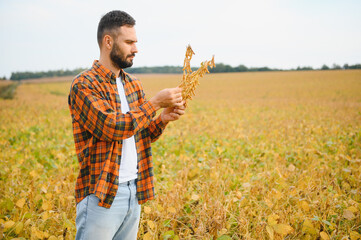 Agronomist inspecting soya bean crops growing in the farm field. Agriculture production concept.