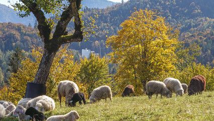 Fototapeta premium Schafe im herbstlichen Gegenlicht