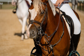 Face portrait of competition chestnut pony in showjumping