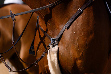 Chest, muscles and veins of a sweaty horse after a showjumping competition