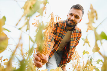 A farmer agronomist inspects soybeans growing in a field. Agriculture