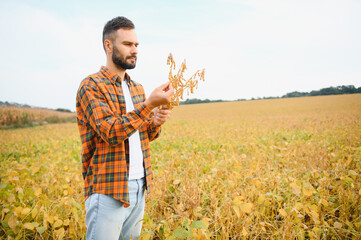 Farmer, agronomist in the soybean field. Controlling the growth of agricultural crops