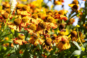 Helenium flowers in bloom in September in a garden with bees
