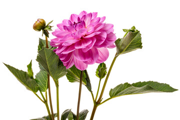 Single dahlia flowers isolated on white background