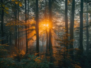 Obraz premium Golden sunlight filters through the trees in a misty forest, creating a magical and serene atmosphere.