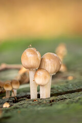 A detailed close-up of small mushrooms growing on a mossy log in a forest. The mushrooms have smooth, beige caps with slender white stems, surrounded by blurred greenery, creating a soft background.