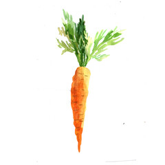 Watercolor carrot  on a white background