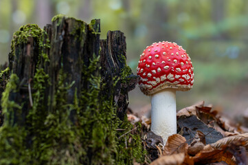 A vibrant red Amanita muscaria mushroom with white spots stands next to a mossy tree stump on the...