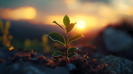 sunset in the forest with green plant genarated AI