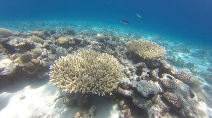 Naklejka premium Coral Reef Underwater Scene with Tropical Fish