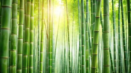 Minimalist closeup of bamboo forest