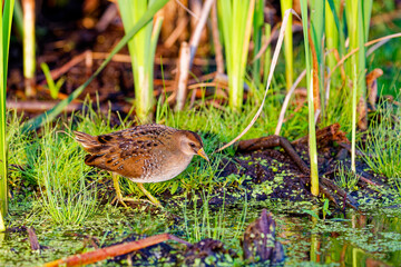 The sora (Porzana carolina) , small waterbird in marsh vegetation