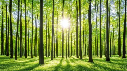Sunlight Filtering Through Lush Green Forest Trees