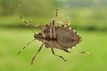 Underside of a Brown Marmorated Stink Bug (Halyomorpha halys) as seen through a window pane
