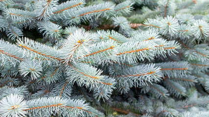 blue spruce branch texture. background