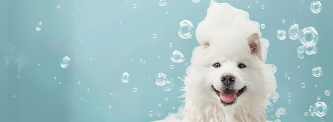 Cute, happy Samoyed dog sitting in bubble foam during bath time. Banner with copy space