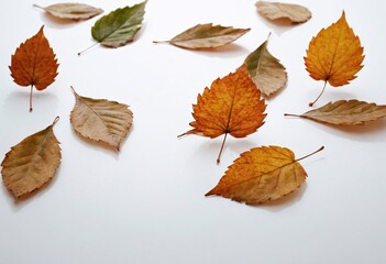 Beautiful red, orange, green maple leaf, autumn leaf, multiple type of leaves on white background