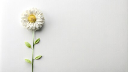 Obraz premium Minimalist handmade white flowers on a plain background